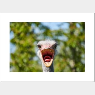 Ostrich Posters and Art